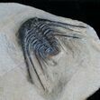 Leonaspis Trilobite With Long Occipital Spine #4242-1